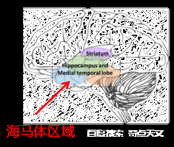 【APC科普】记忆中的时空轨迹---A君强推 小A君科普 【APC科普】记忆中的时空轨迹---A君强推