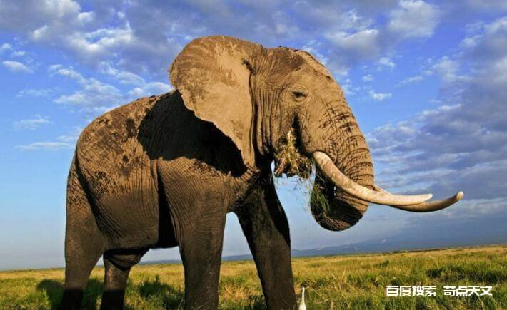 如果大象早已灭绝，科学家能通过化石推测出大象的长鼻子吗？