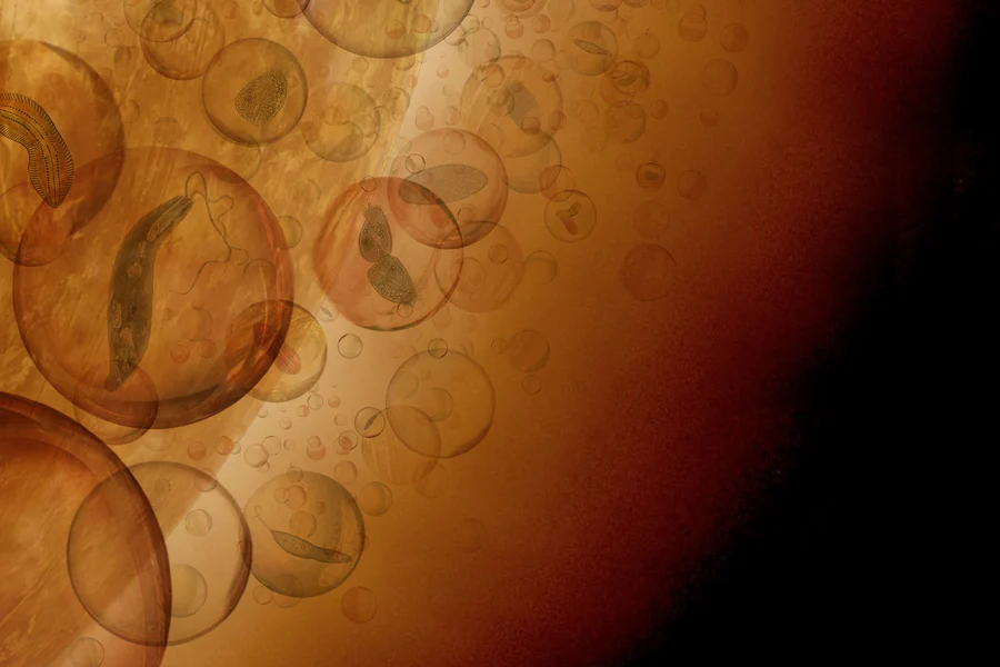 科学家说，外星生命理论上可以在金星的云层中生存。