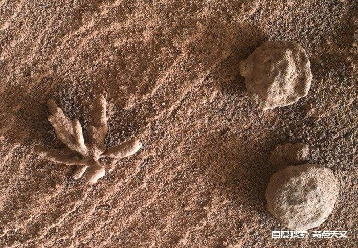 好奇号在火星上看到奇异小花? 刘恺俐 好奇号在火星上看到奇异小花?