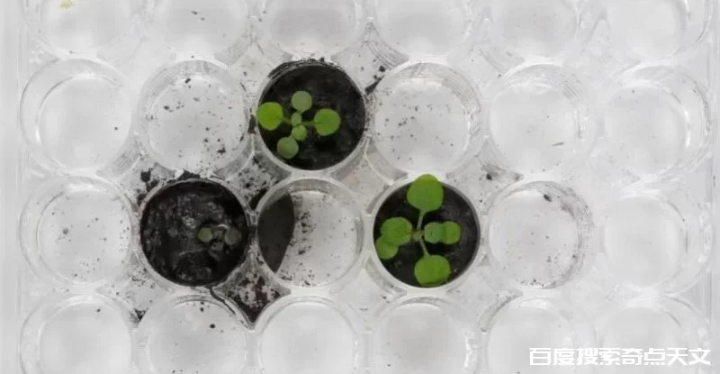 有史以来第一次,科学家在月球尘土中长出了植物,但是结果并没有很棒 明日科学 有史以来第一次,科学家在月球尘土中长出了植物,但是结果并没有很棒