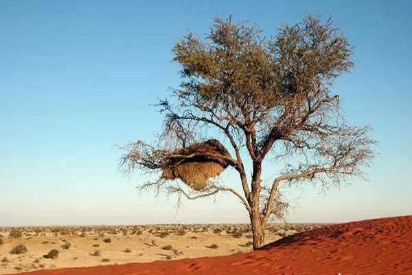 世界十大沙漠面积:戈壁沙漠排名第5 第1形成于250万年