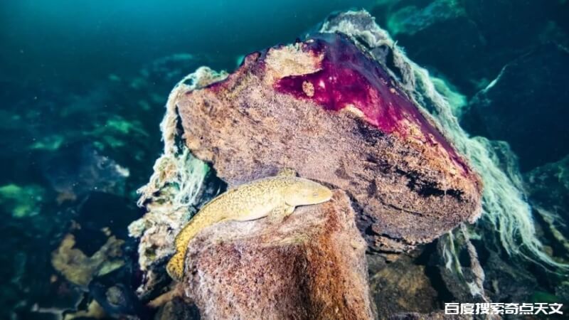 地球氧气激增?原因竟是自转减慢!这怎么可能呢?