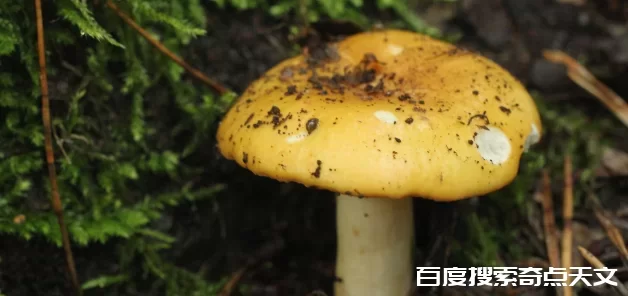 火星上,狂野的宇航屋,可能有真菌? 零度星系 火星上,狂野的宇航屋,可能有真菌?