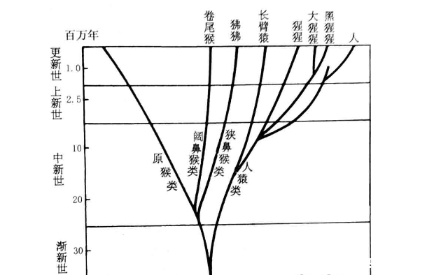 生命(九)人类的起源与进化 Bob Berman 生命(九)人类的起源与进化