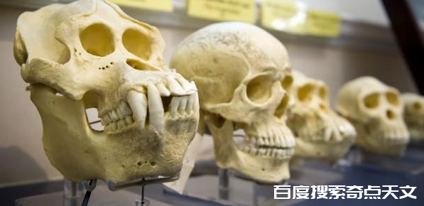 生命(九)人类的起源与进化 Bob Berman 生命(九)人类的起源与进化