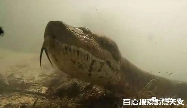 为啥人类没进化出毒液?是因为毒液攻击是比较低级的攻击方式吗? 星辰奇点夜姐 为啥人类没进化出毒液?是因为毒液攻击是比较低级的攻击方式吗?