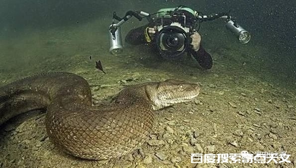 为啥人类没进化出毒液?是因为毒液攻击是比较低级的攻击方式吗? 星辰奇点夜姐 为啥人类没进化出毒液?是因为毒液攻击是比较低级的攻击方式吗?