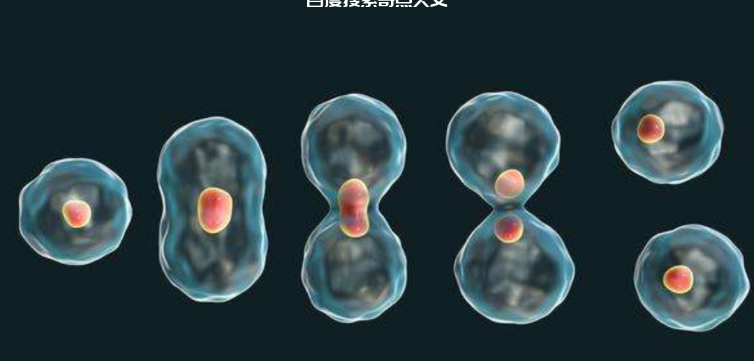为何人类需要男女结合才能繁殖后代?细胞分裂,不是更方便吗? 自然界为什么要设定生物需要雌雄结合才能繁殖后代?