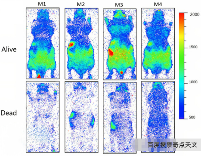 科学家发现,活着的生物会发光 科学家发现,活着的生物会发光