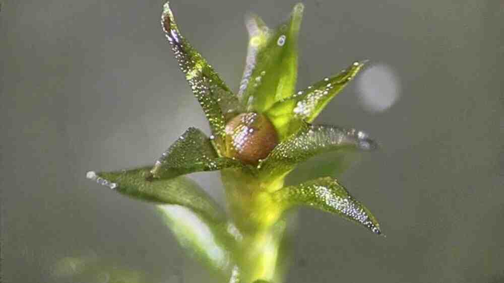 苔藓在太空真空环境中存活了9个月 | 奇点天文